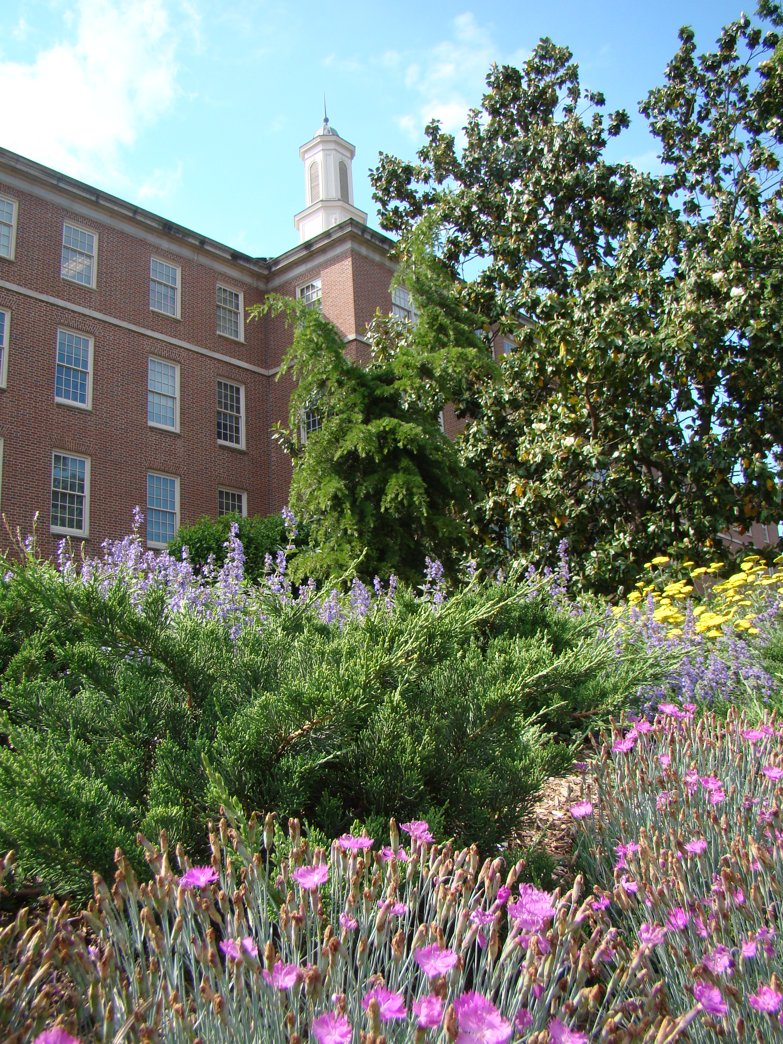 Flowers in front of Rosenau Hall
